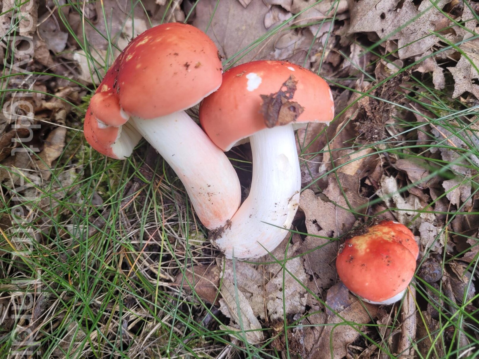 russula lepida 3 Russula lepida - russule jolie