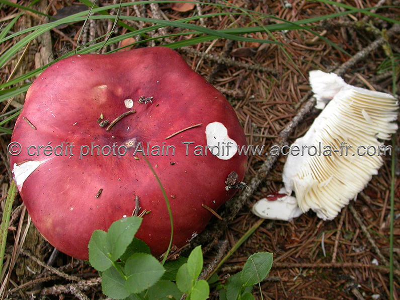 russula melliolens Russula melliolens - russule à odeur de miel