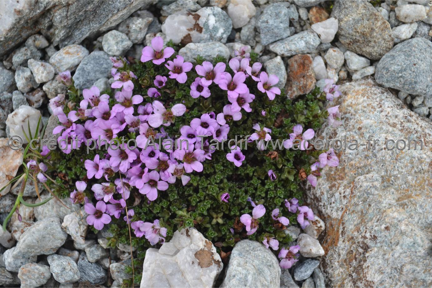 saxifraga oppositifolia 4 saxifrage à feuilles opposées ou Saxifraga oppositifolia