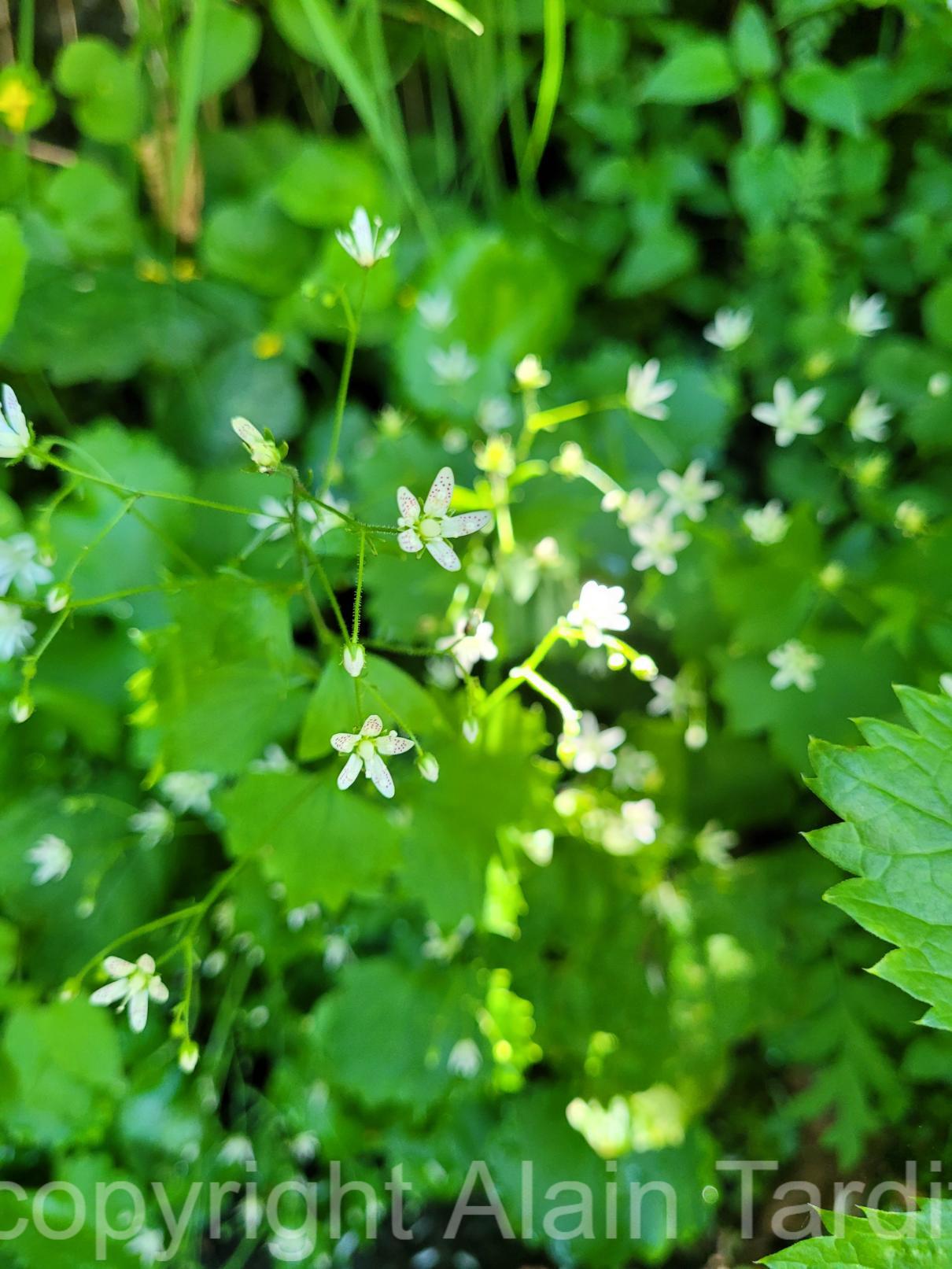 saxifraga rotundifolia 2 saxifrage à feuilles rondes ou Saxifraga rotundifolia