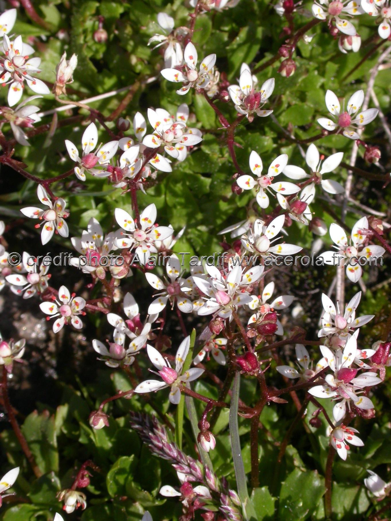 saxifraga stellaris Saxifraga stellaris - saxifrage étoilé