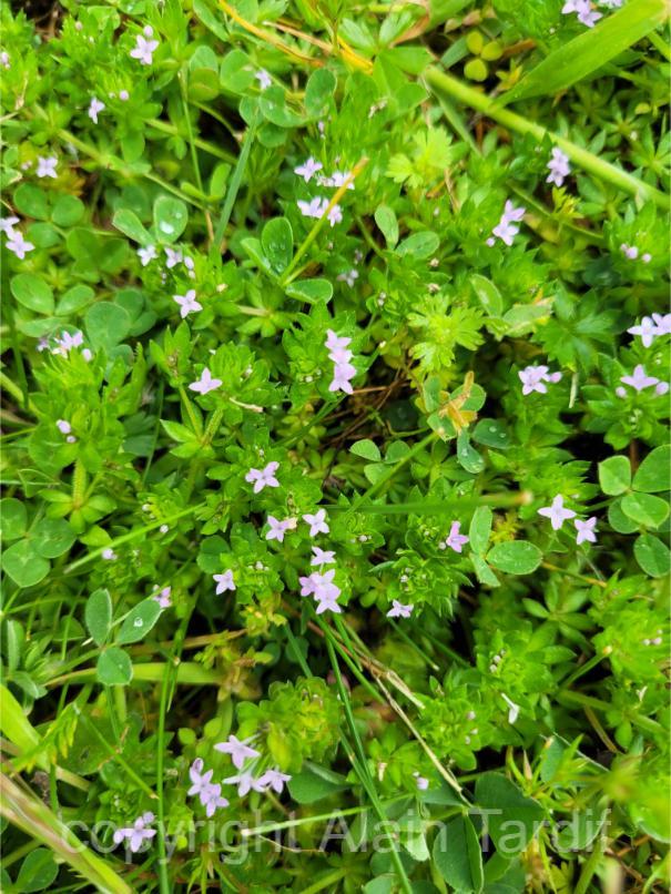 sherardia arvensis 3 Sherardia arvensis ou shérardie des champs