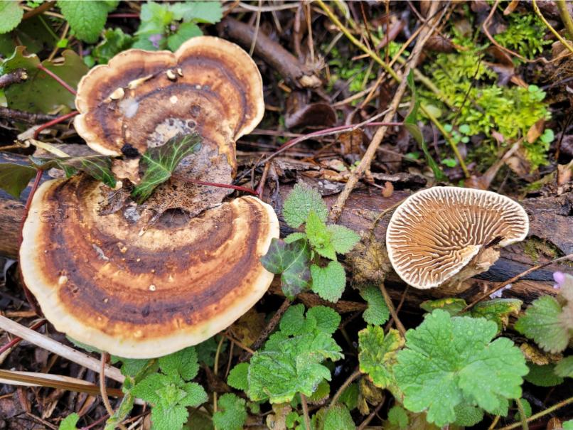 trametes rubescens 2 Trametes rubescens ou tramète rougissante