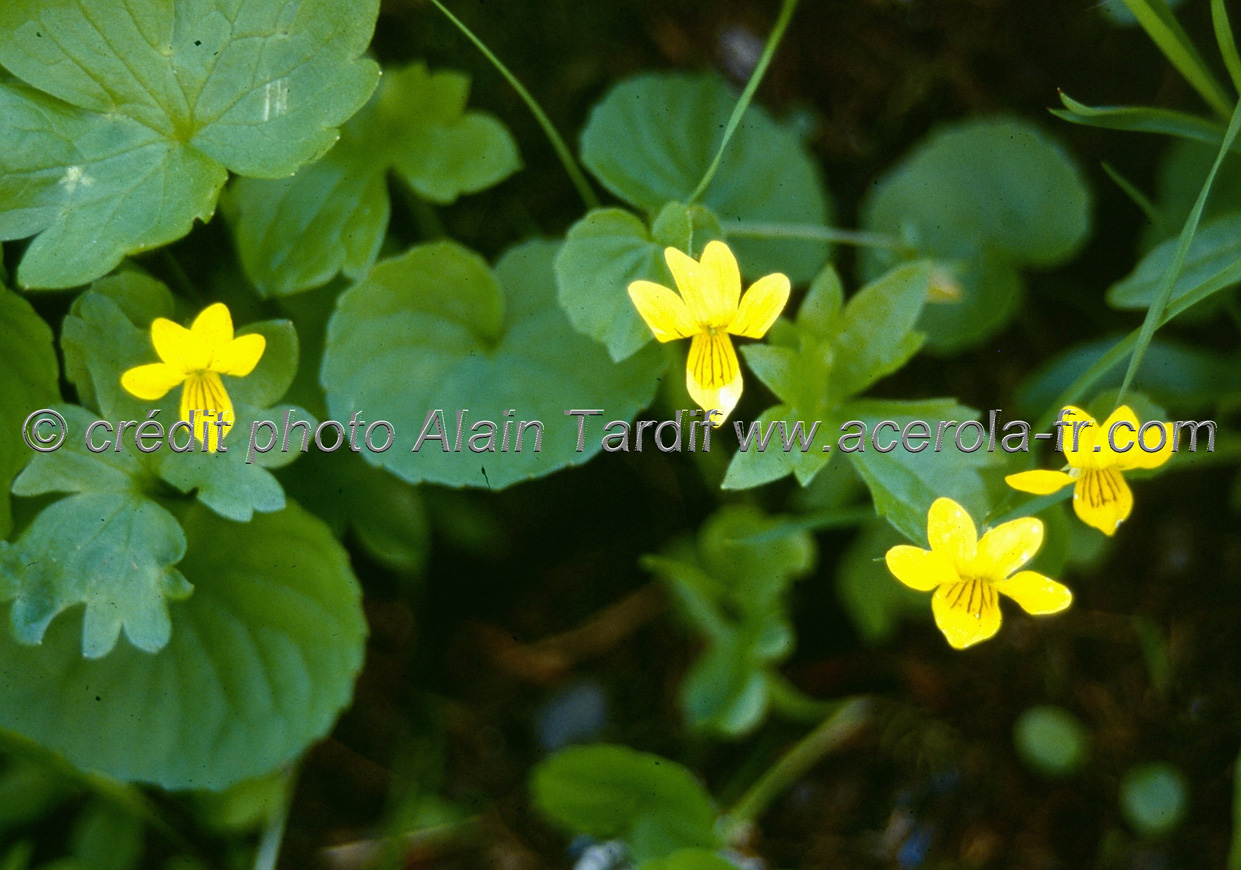 viola biflora 3 Viola biflora ou violette à deux fleurs