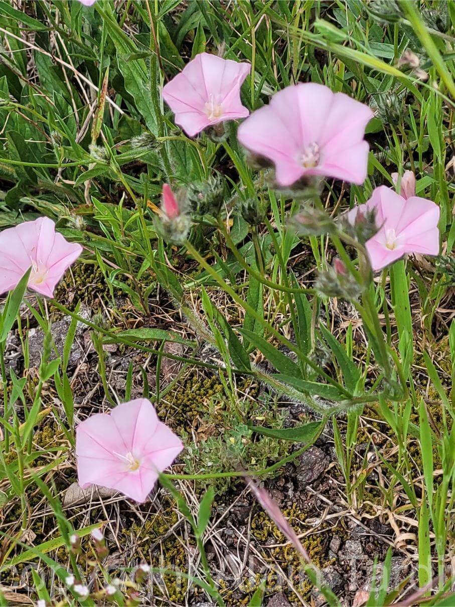 20250428_124857 Convolvulus cantabrica ou liseron des Cantabriques