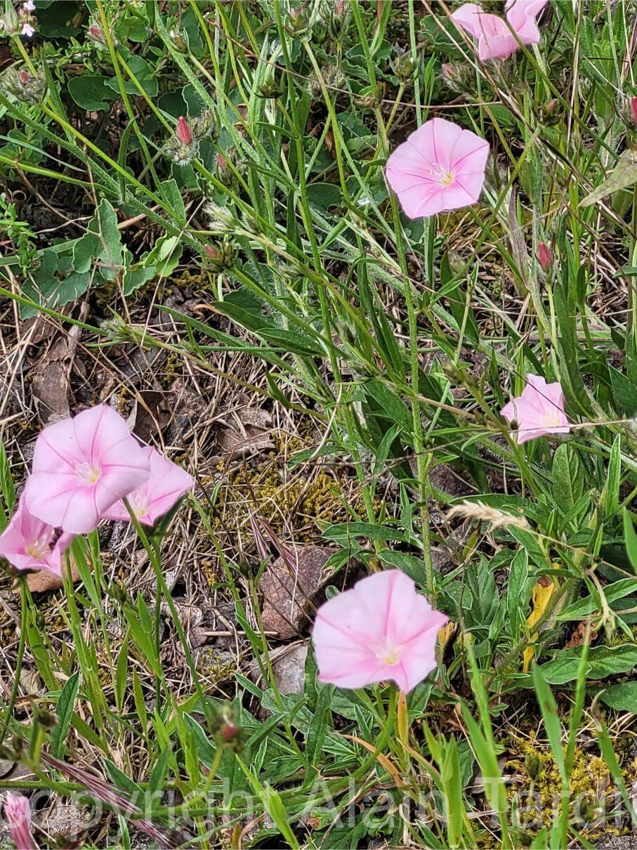 Convolvulus cantabrica Convolvulus cantabrica ou liseron des Cantabriques