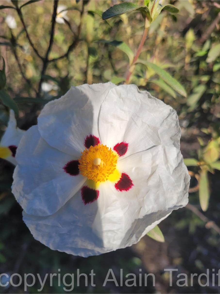 20250501_093149 Cistus ladaniferus ou ciste ladanifère