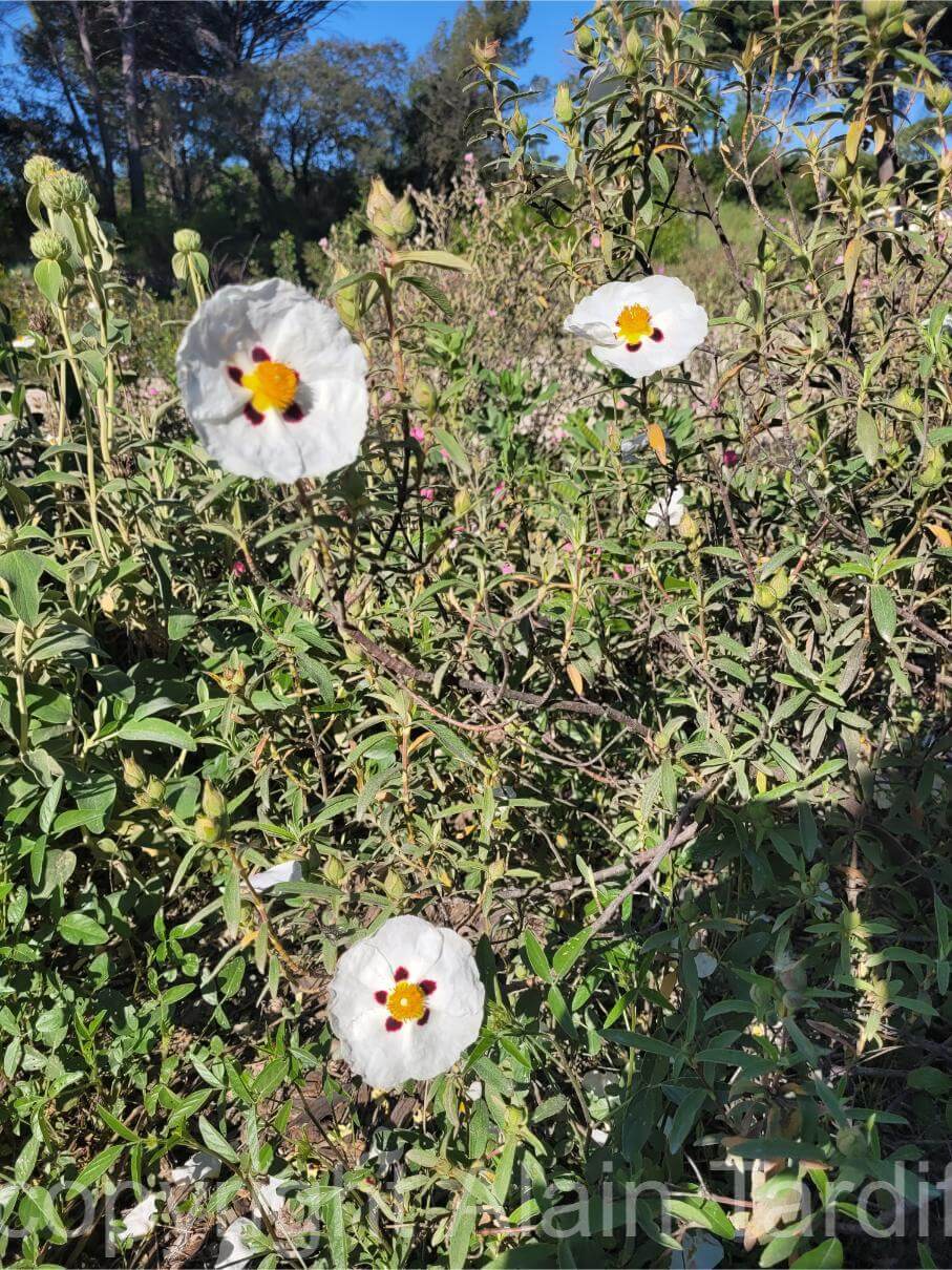 20250501_093155 Cistus ladaniferus ou ciste ladanifère