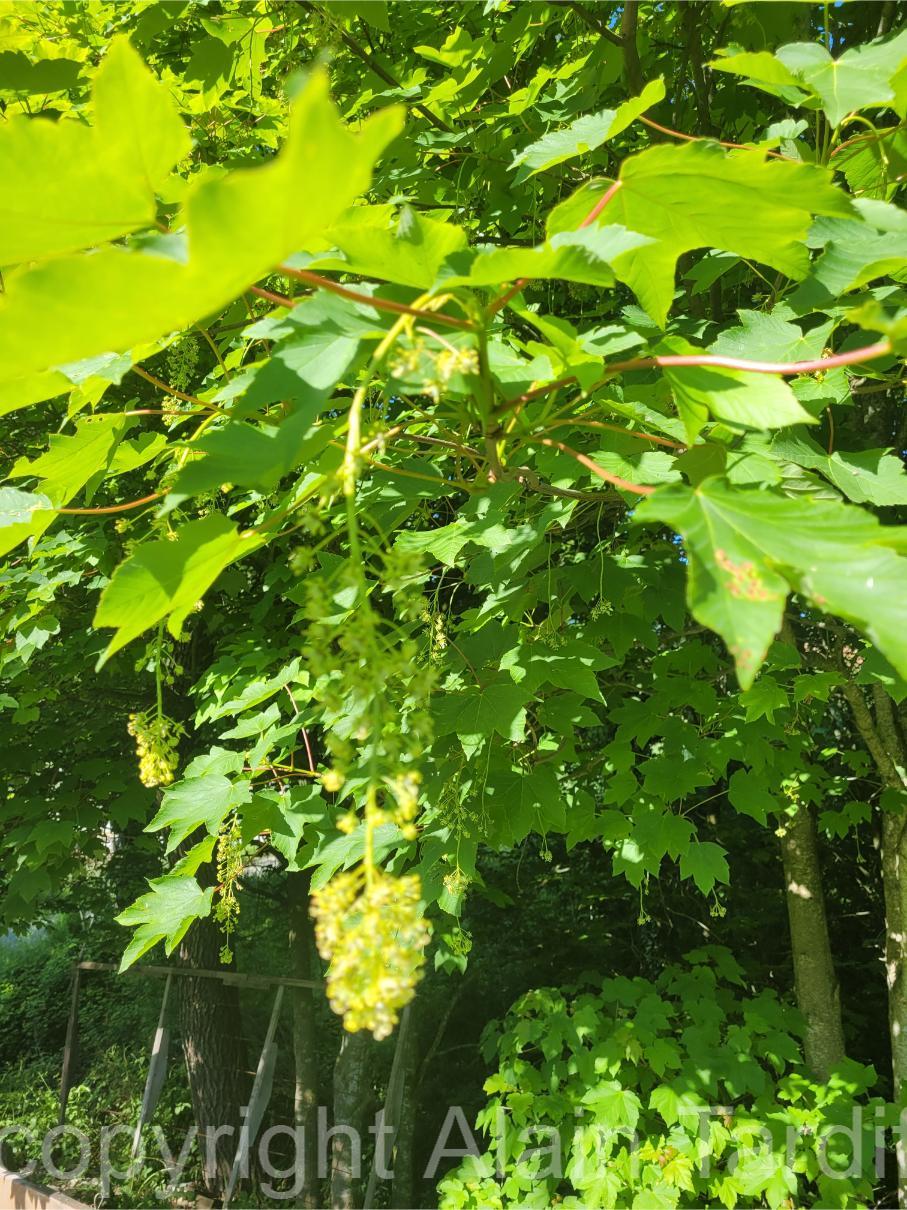 Acer pseudoplatanus Acer pseudoplatanus
