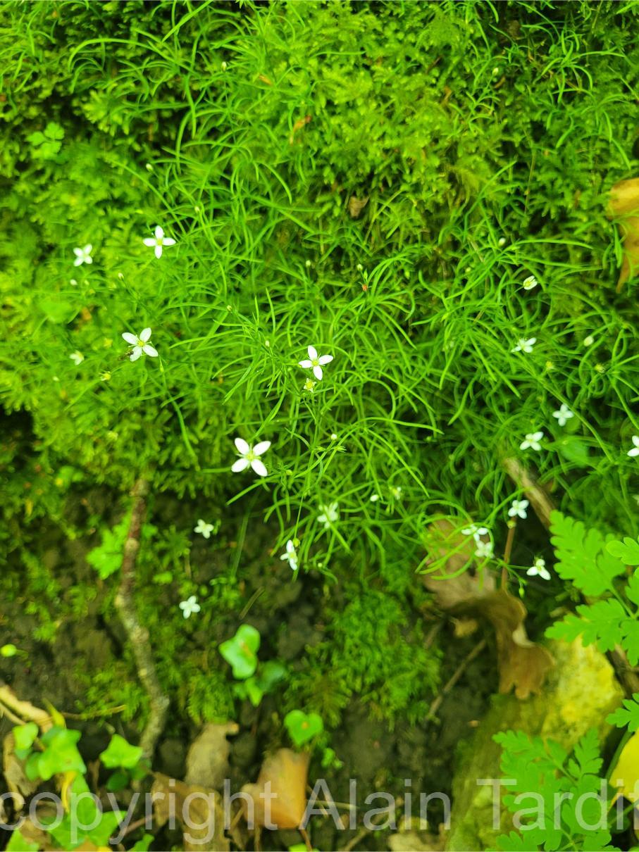 Arenaria muscosa 2 Arenaria muscosa ou sabline mousse