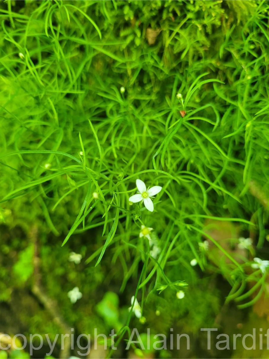 Arenaria muscosa 3 Arenaria muscosa ou sabline mousse