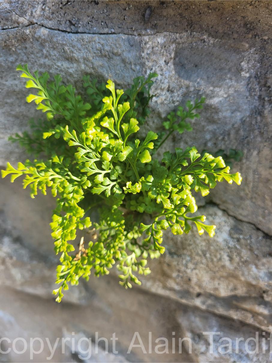 Asplenium ruta muraria 3 Asplenium ruta muraria ou asplénium rue de muraille