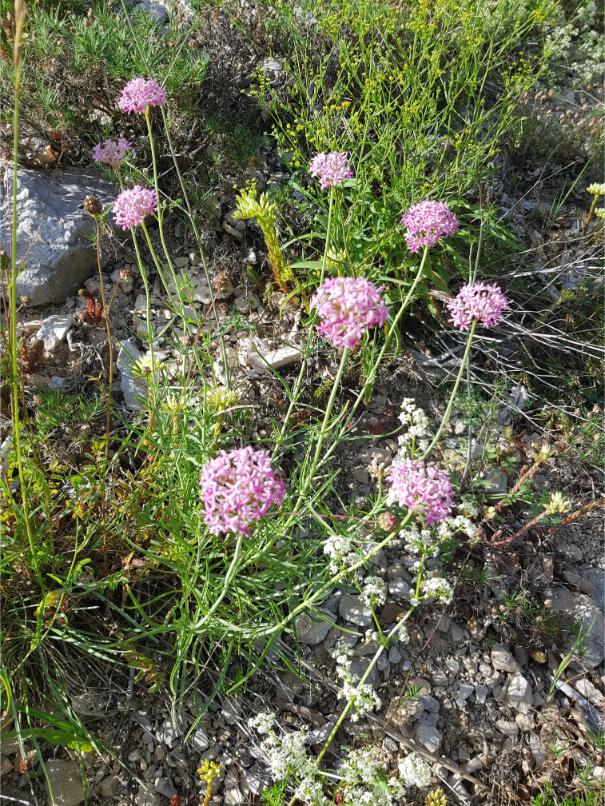 Centranthus angustifolius Centranthus angustifolius ou centranthe à feuilles étroites