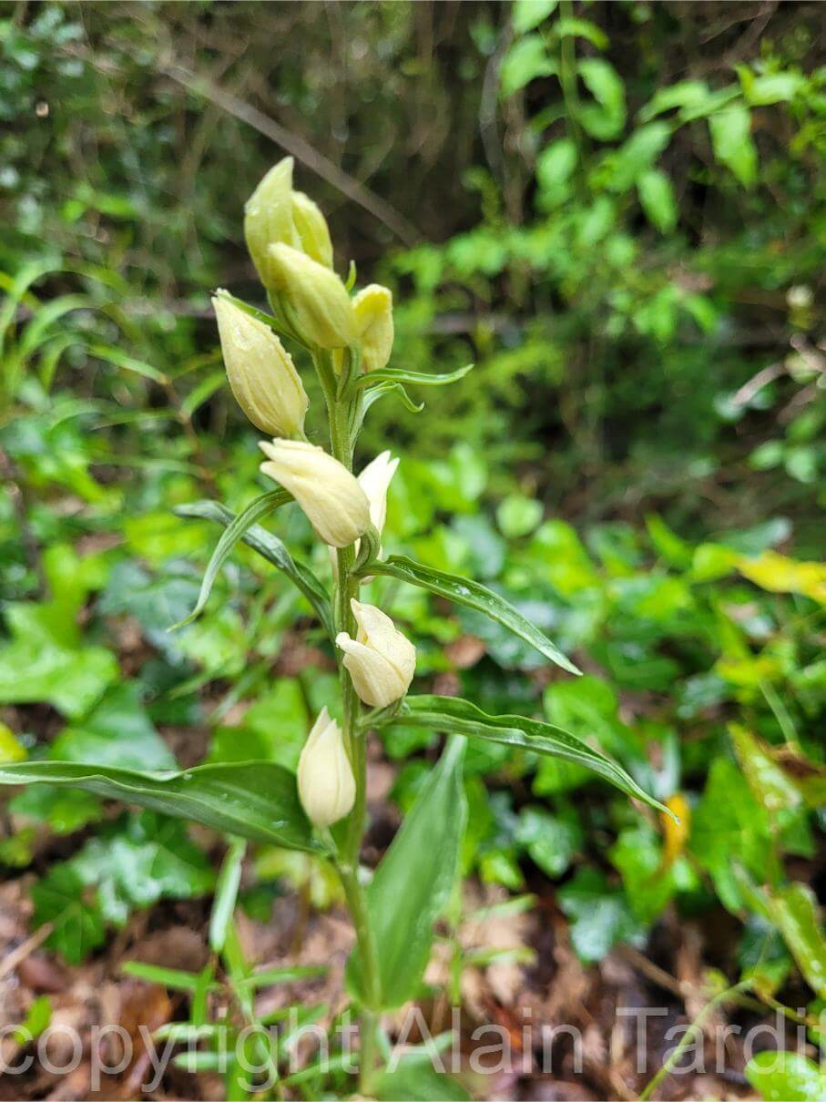 Cephalanthera grandiflora 3 Cephalanthera grandiflora ou céphalanthère à grandes fleurs