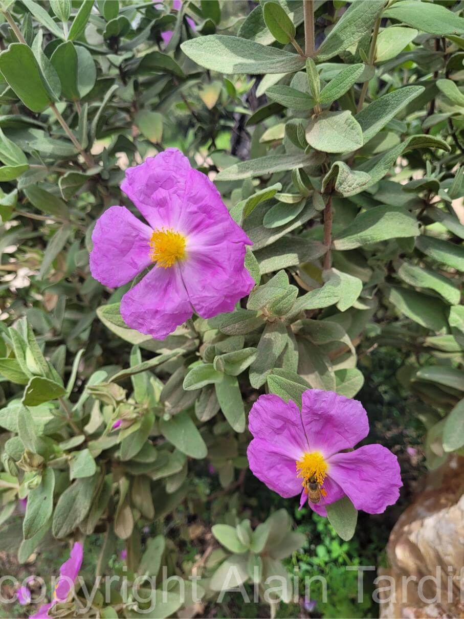 Cistus albidus 4 Cistus albidus ou ciste cotonneux