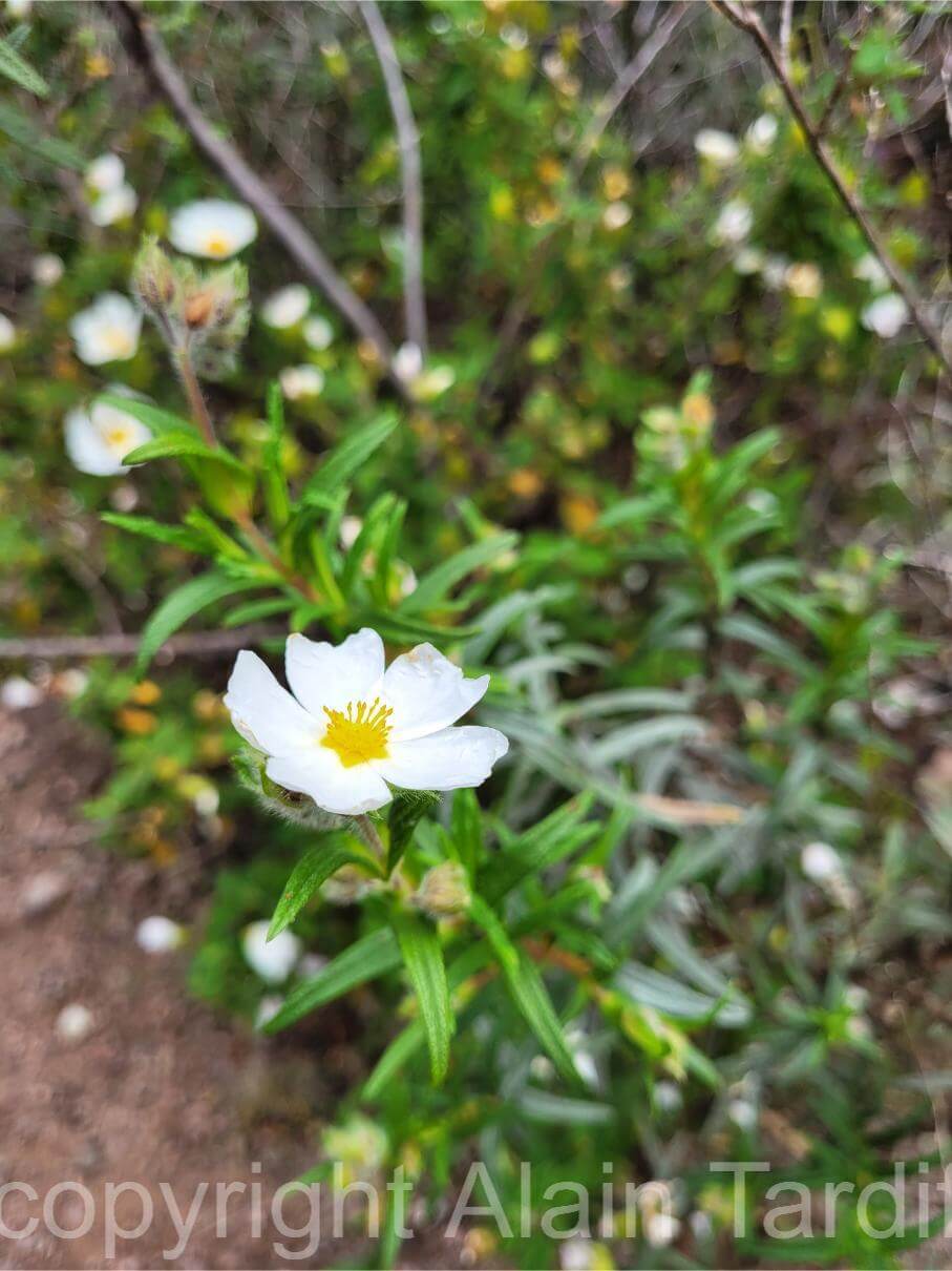 Cistus monspelliensis 4 Cistus monspelliensis ou ciste de Montpellier