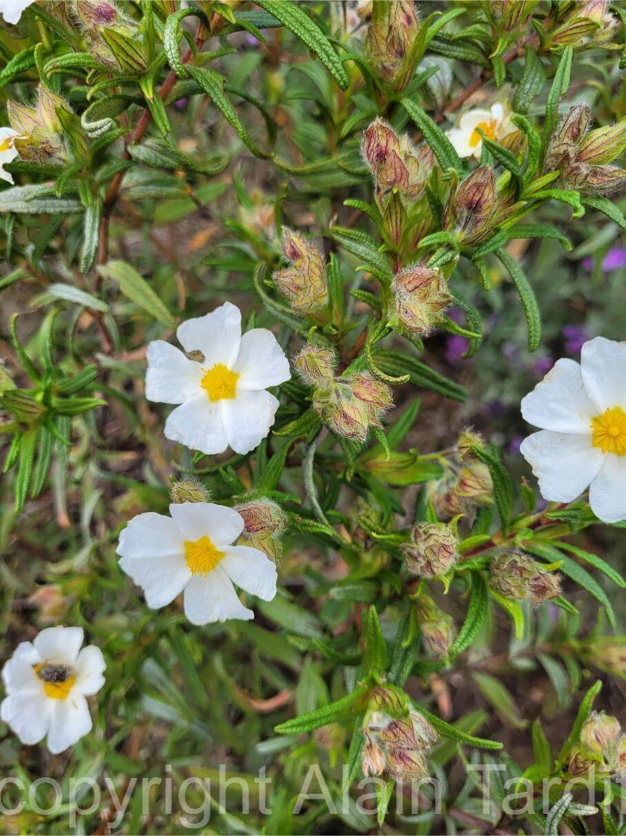 Cistus monspelliensis 5 Cistus monspelliensis ou ciste de Montpellier