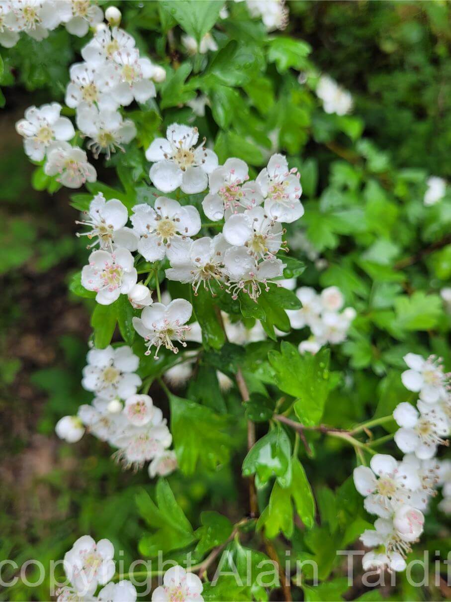 Crataegus oxyacantha 3 Crataegus oxyacantha ou aubépine