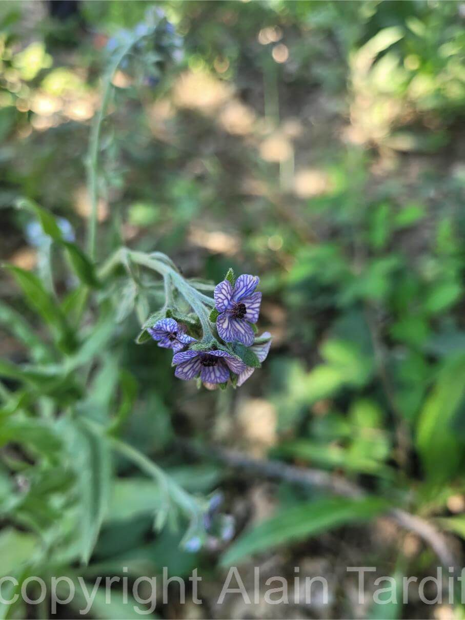 Cynoglossum pictum 4 Cynoglossum pictum ou cynoglosse rayé