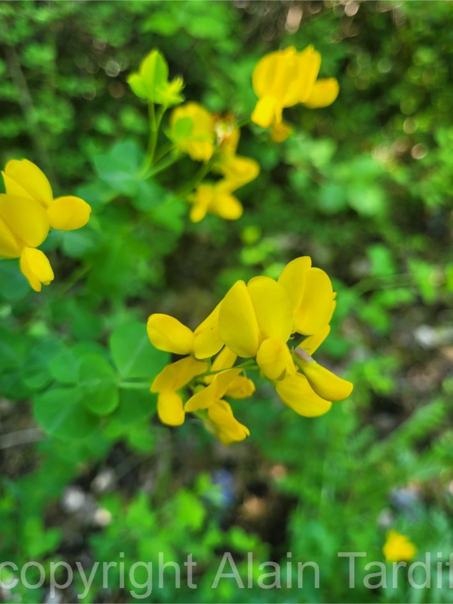 Cytisus sessilifolius 3 Cytisus sessilifolius