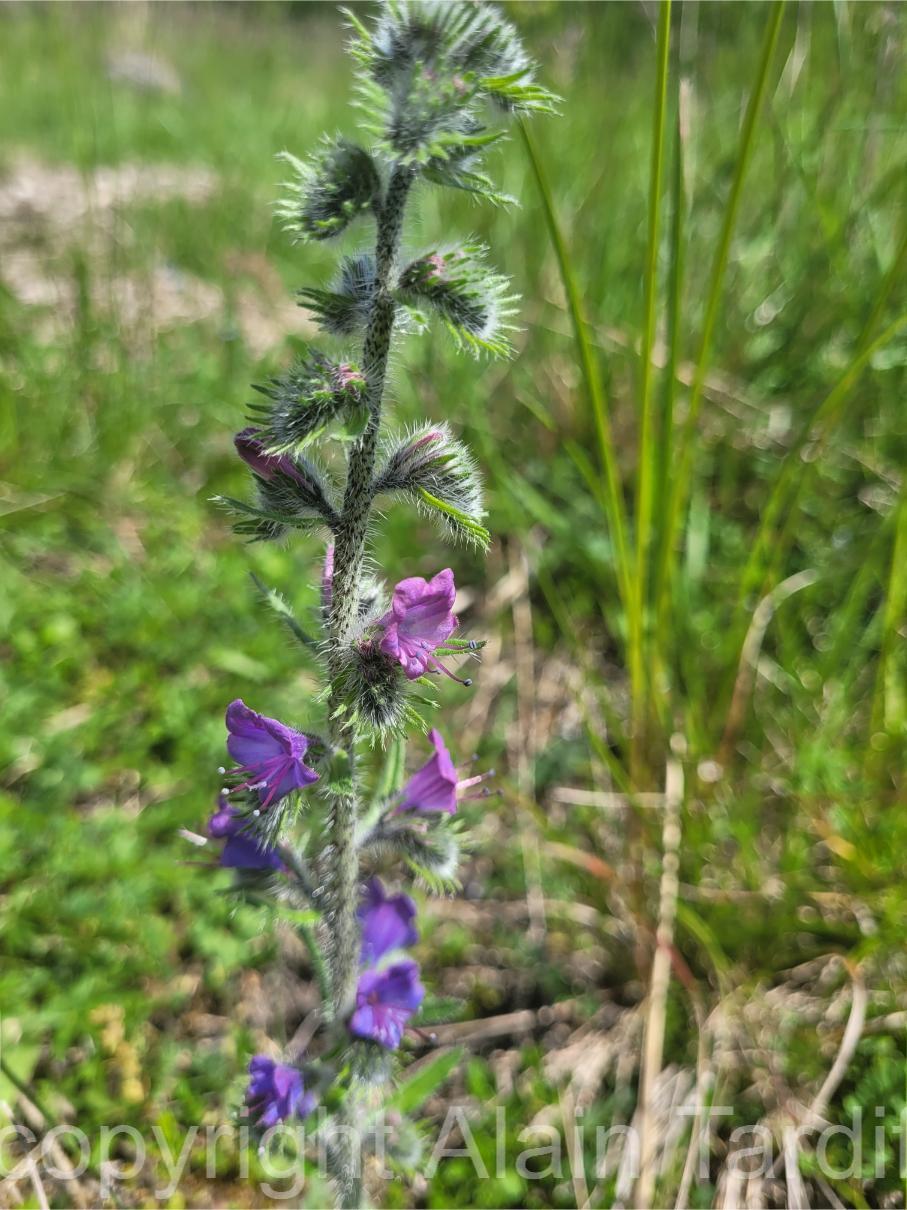 Echium vulgare 3 Echium vulgare ou vipérine vulgaire