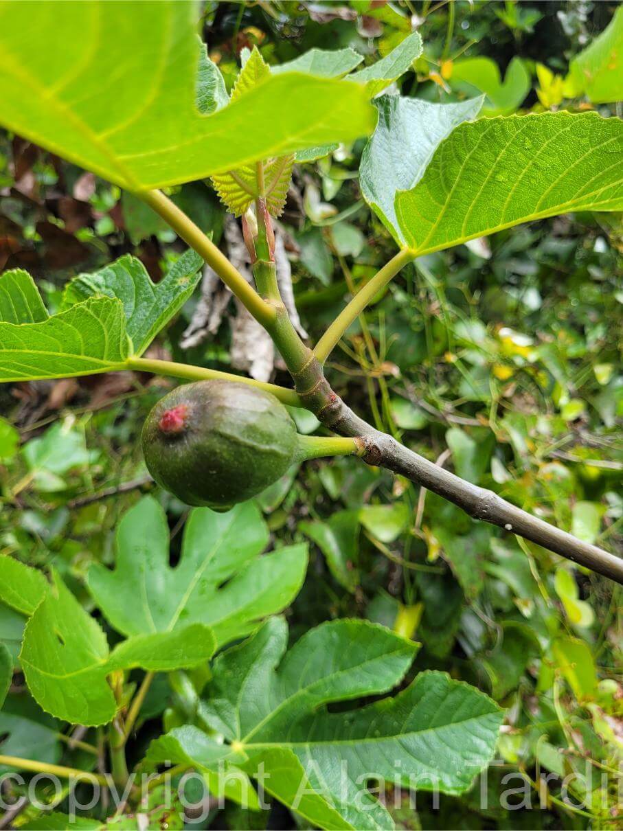 Ficus carica ou figuier Ficus carica ou figuier