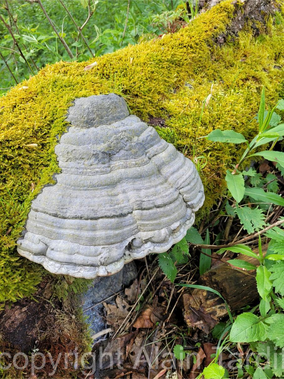 Fomes fomentarius 2 Fomes fomentarius