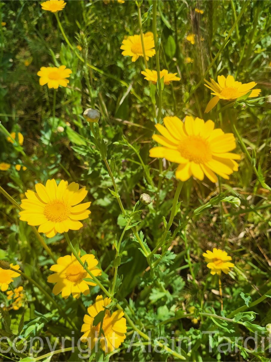 Glebionis segetum 2 Glebionis segetum ou chysanthemum segetum