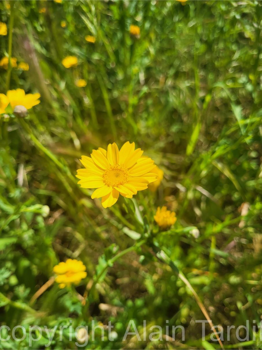 Glebionis segetum 3 Glebionis segetum ou chysanthemum segetum