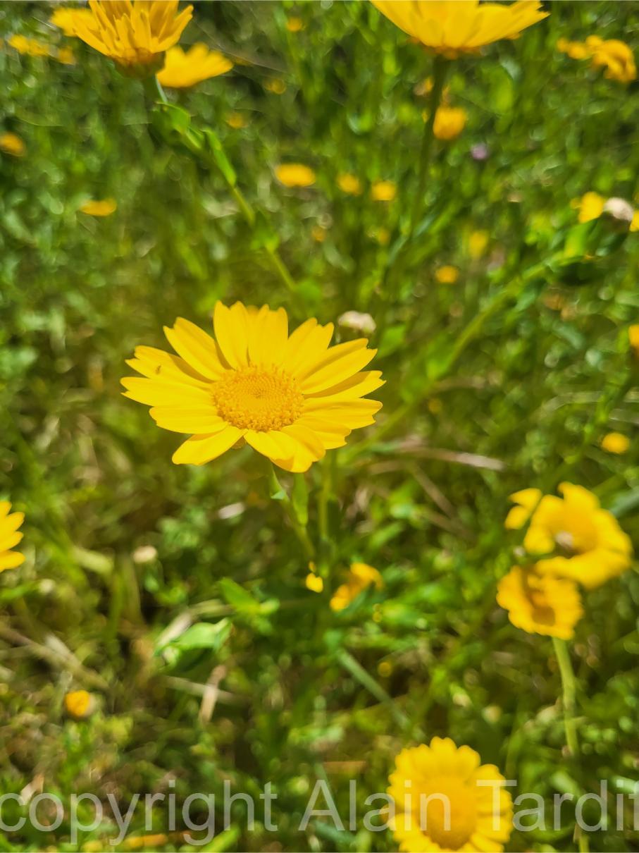 Glebionis segetum 4 Glebionis segetum ou chysanthemum segetum