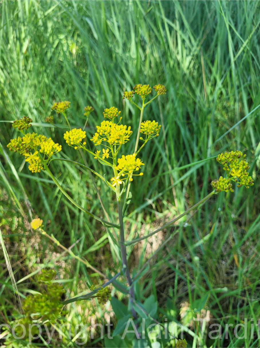 Isatis tinctoria 5 Isatis tinctoria ou pastel des teinturiers