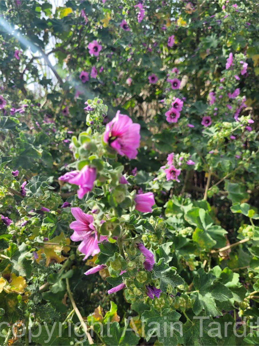 Lavatera arborea 3 Lavatera arborea