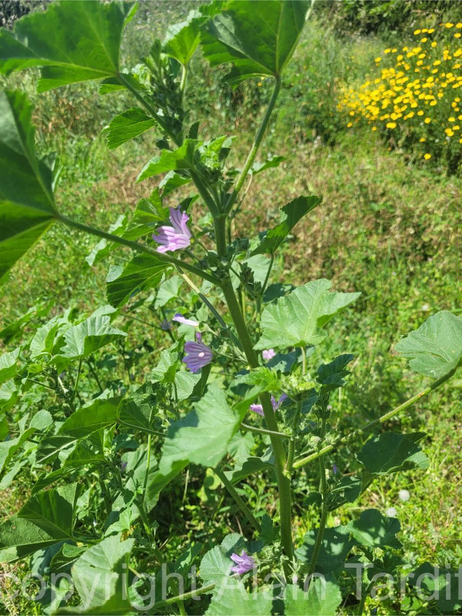 Lavatera cretica 3 Lavatera cretica