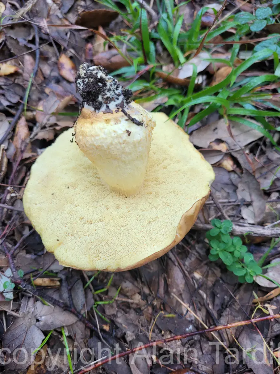 Leccinellum lepidum 2 Boletus lepidus ou bolet des chênes verts