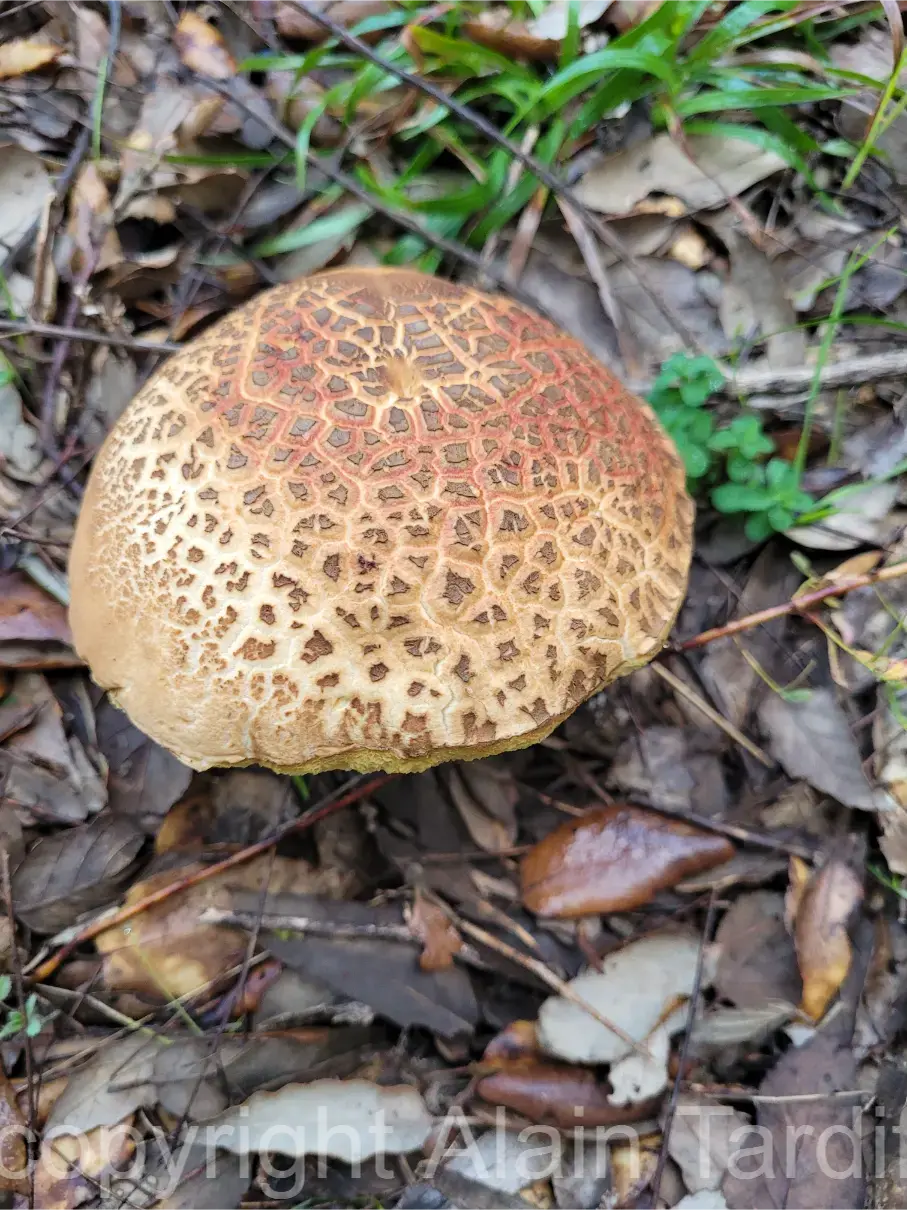 Leccinellum lepidum Boletus lepidus ou bolet des chênes verts