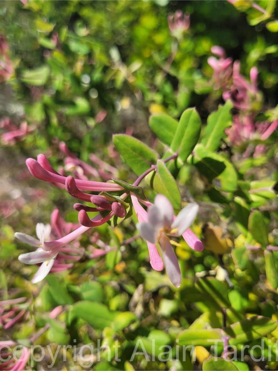 Lonicera etrusca 2 Lonicera etrusca ou chèvrefeuille d'étrurie