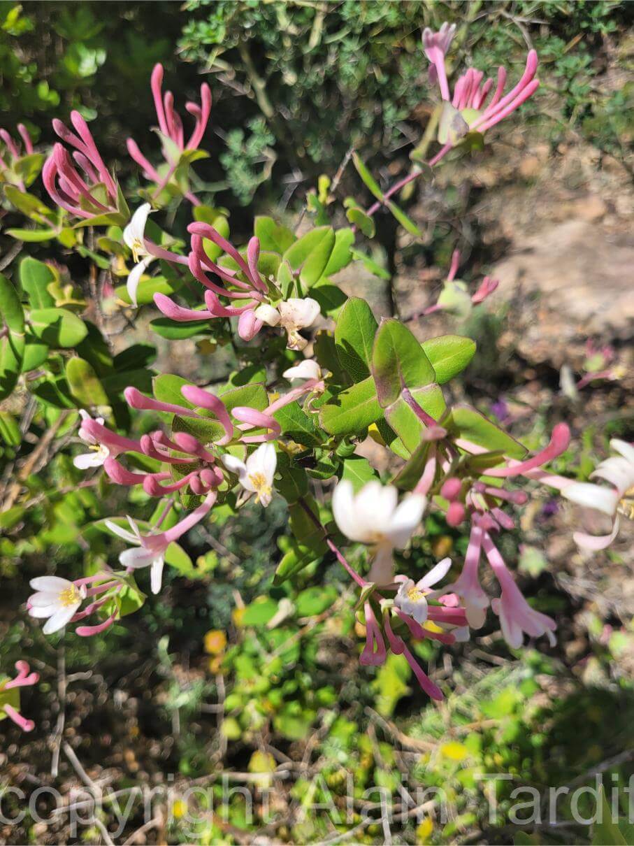 Lonicera etrusca 3 Lonicera etrusca