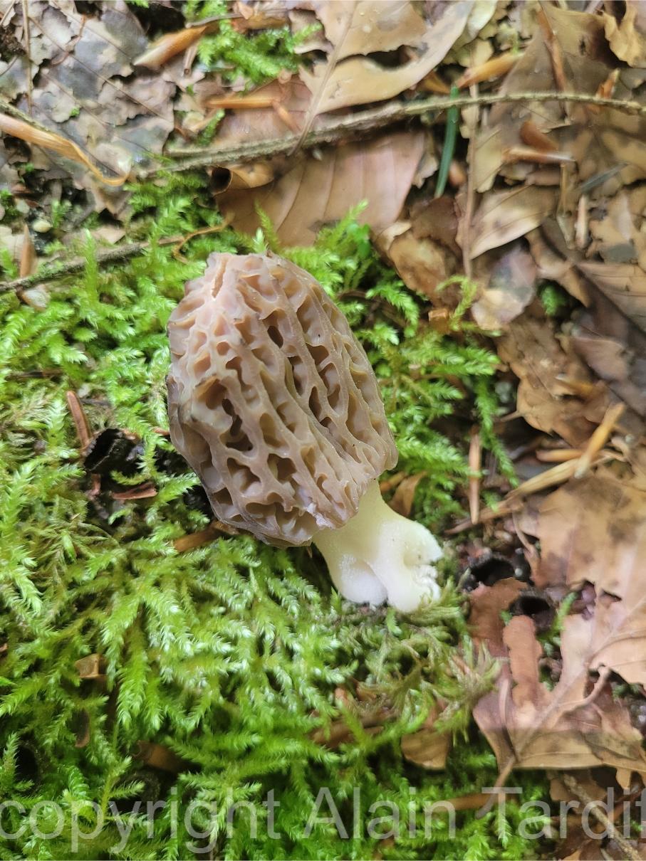 Morchella tridentina 2 Morchella tridentina ou morille du Trentin