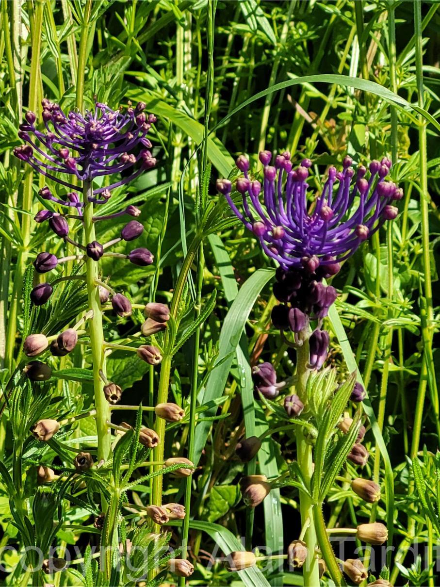 Muscari comosum 5 Muscari comosum ou muscari à toupet