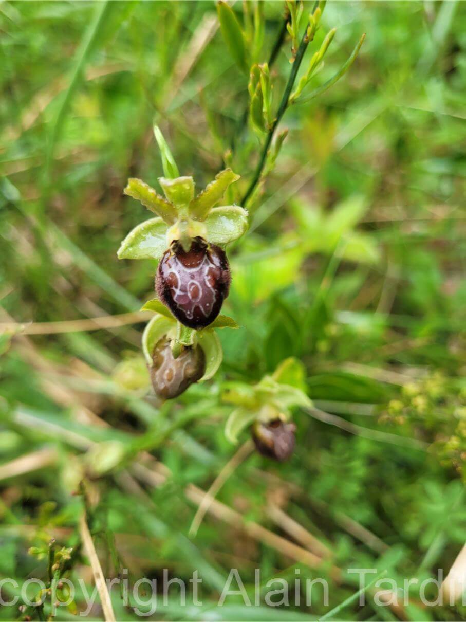 Ophrys sphegodes 18 Ophrys sphegodes ou ophrys araignée