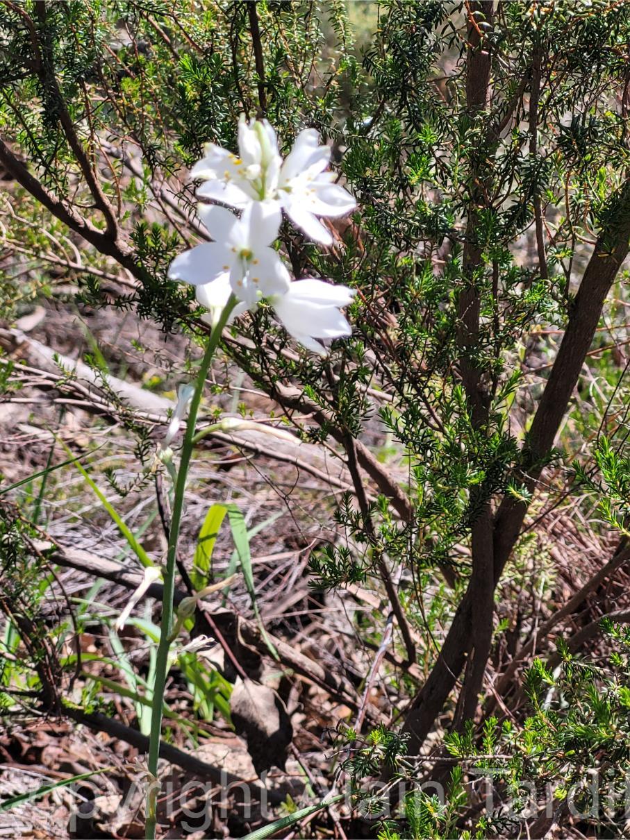 Phalangium liliago 5 Phalangium liliago ou phalangère faux lis