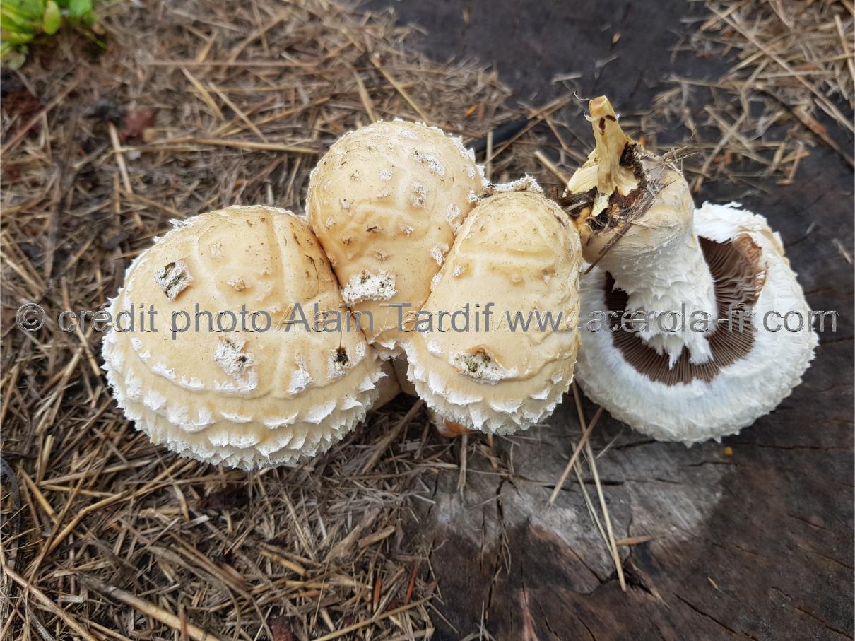 Pholiota destruens Pholiota destruens ou pholiote destructrice