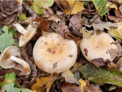 Pholiota lenta 2 Pholiota lenta ou pholiote gluante
