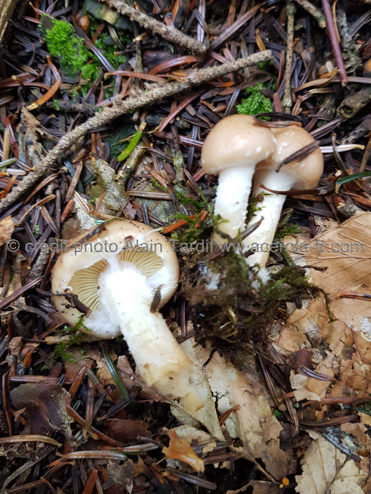 Pholiota lenta Pholiota lenta ou pholiote gluante