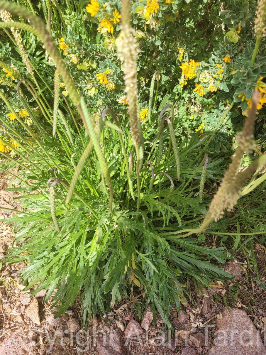 Plantago coronopus 2 Plantago coronopus ou plantain corne de cerf