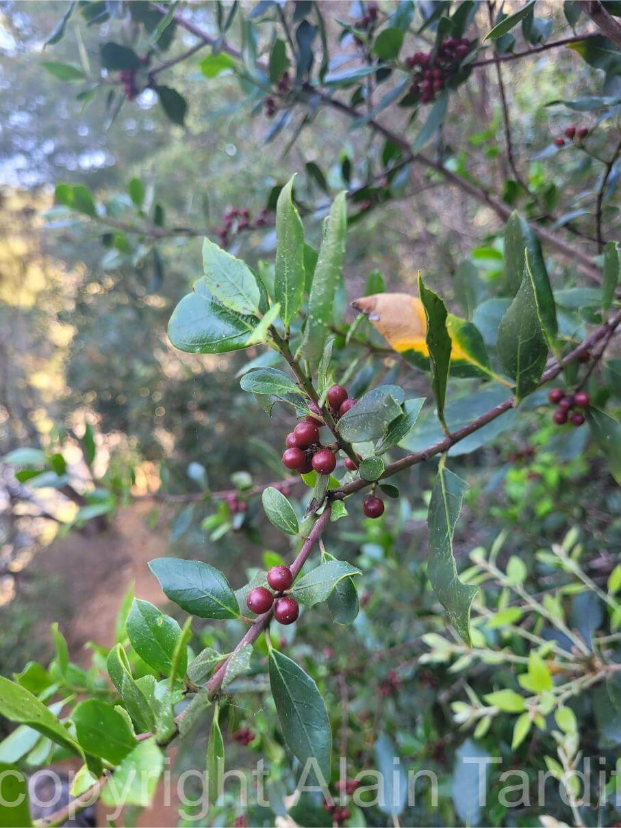 Rhamnus alaternus 2 Rhamnus alaternus ou nerprun alaterne