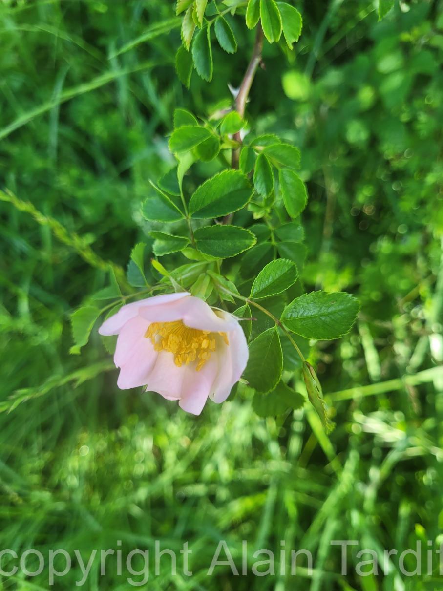 Rosa canina 3 Rosa canina ou églantier