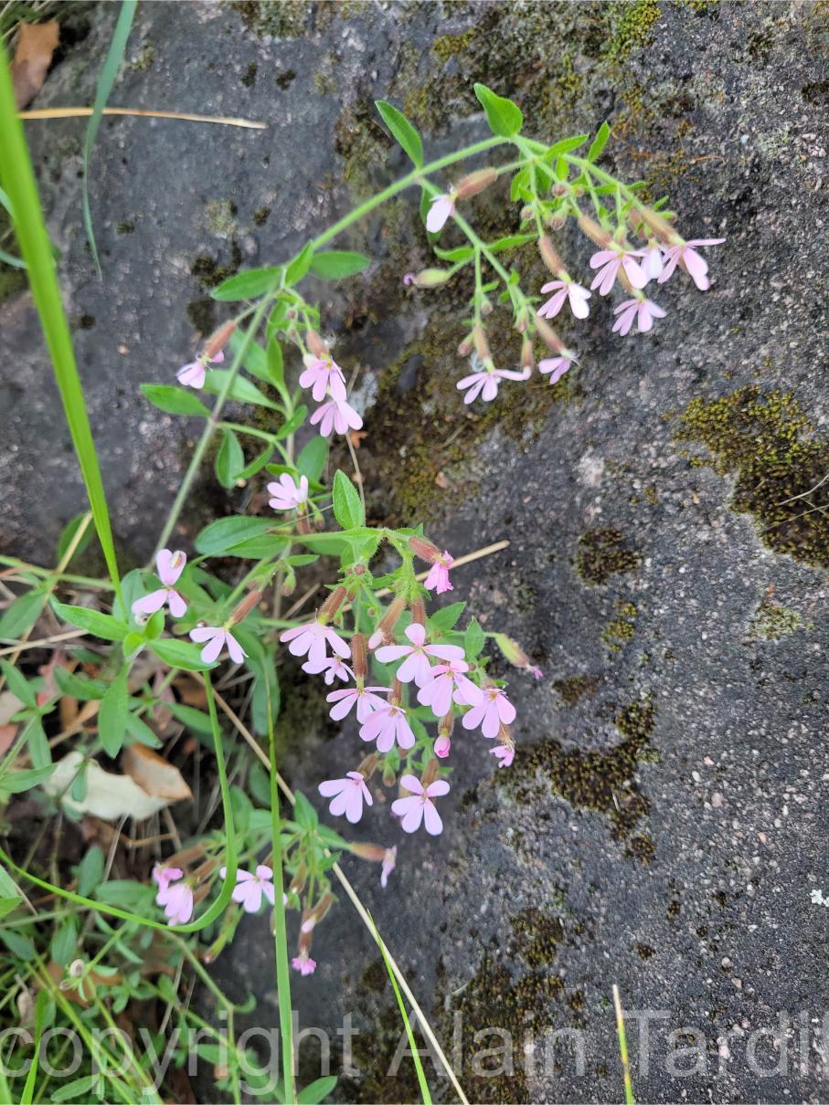 Saponaria ocymoides 7 Saponaria ocymoides