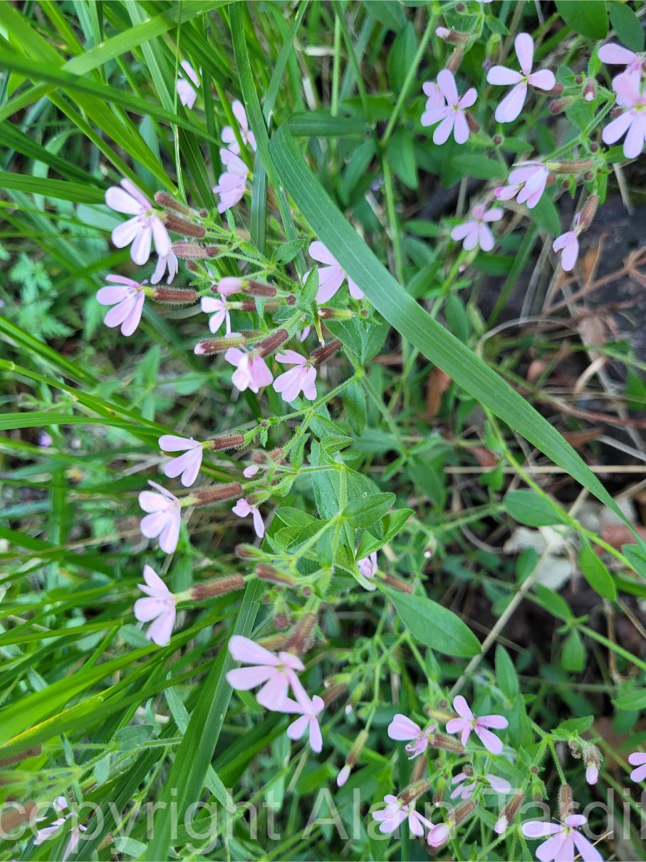 Saponaria ocymoides 8 Saponaria ocymoides