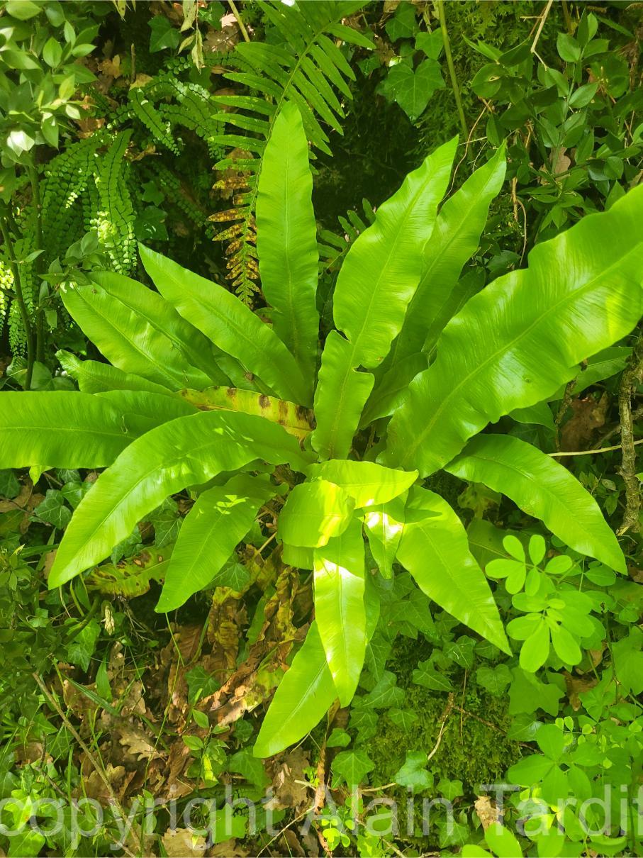 Scolopendrium officinale 3 Scolopendrium officinale ou scolopendre officinal